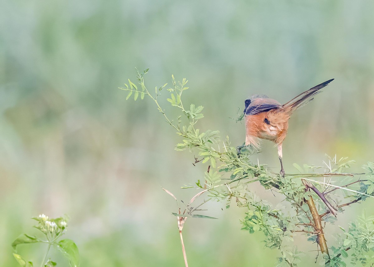 棕背伯勞 - ML646828959