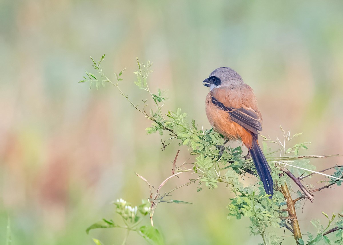 棕背伯勞 - ML646828960