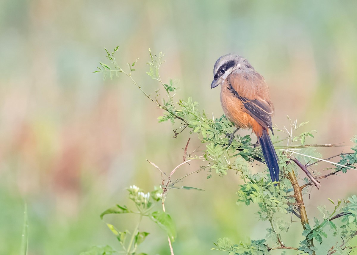 棕背伯勞 - ML646828961