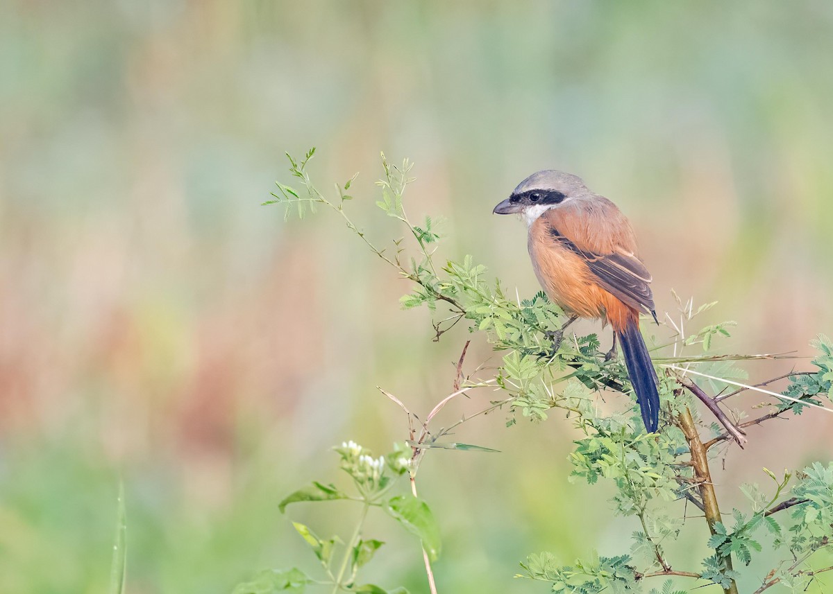 棕背伯勞 - ML646828962