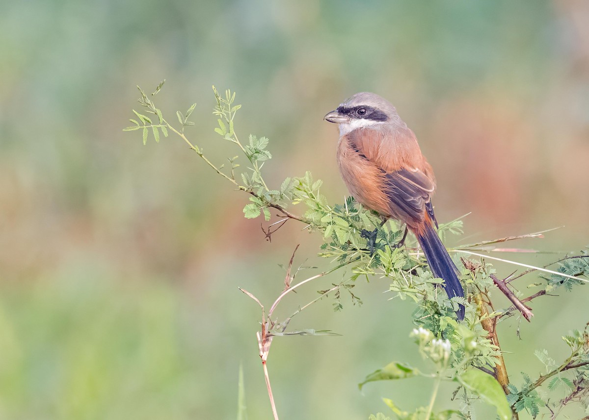 棕背伯勞 - ML646828963