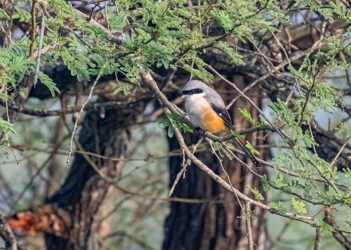 棕背伯勞 - ML646828964