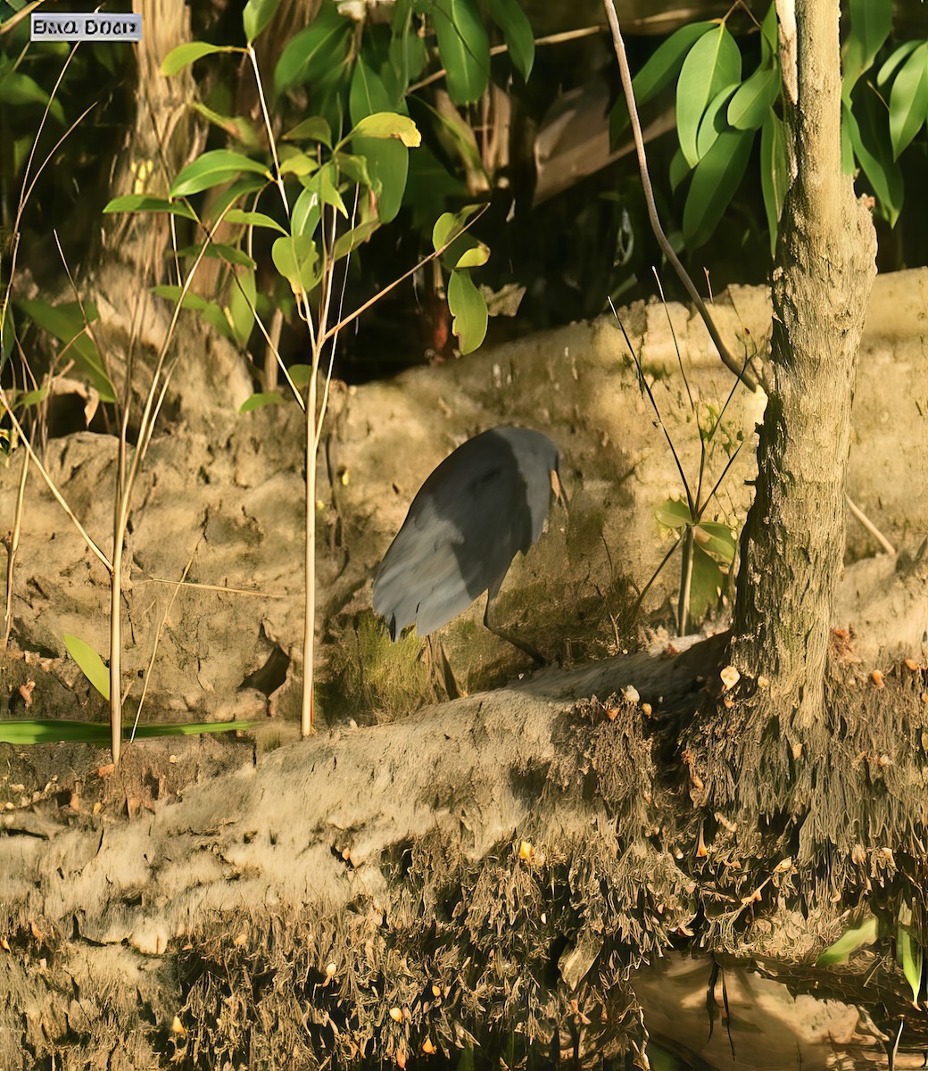 Avetorillo Negro - ML646828965