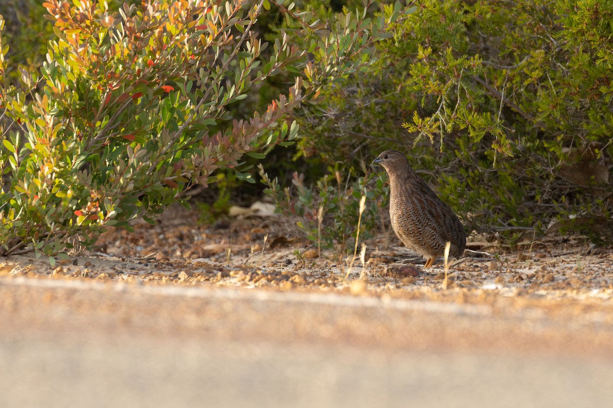 Brown Quail - ML646828966