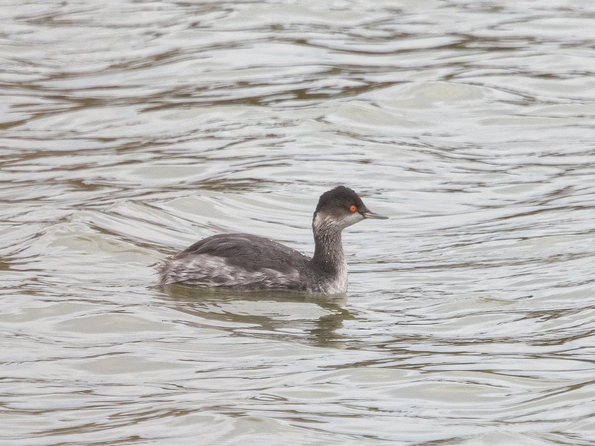 Eared Grebe - ML646828967