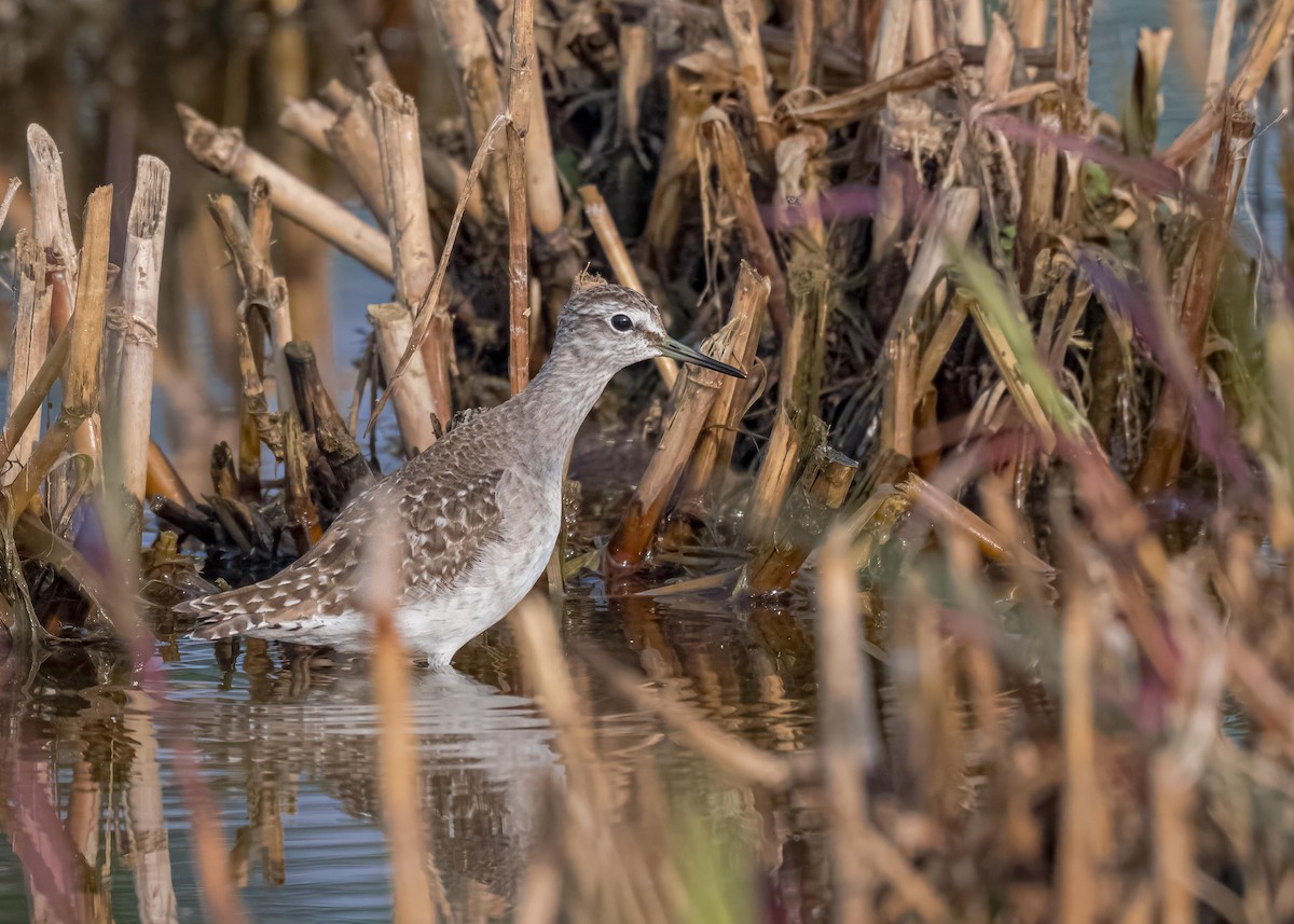 vodouš bahenní - ML646828968