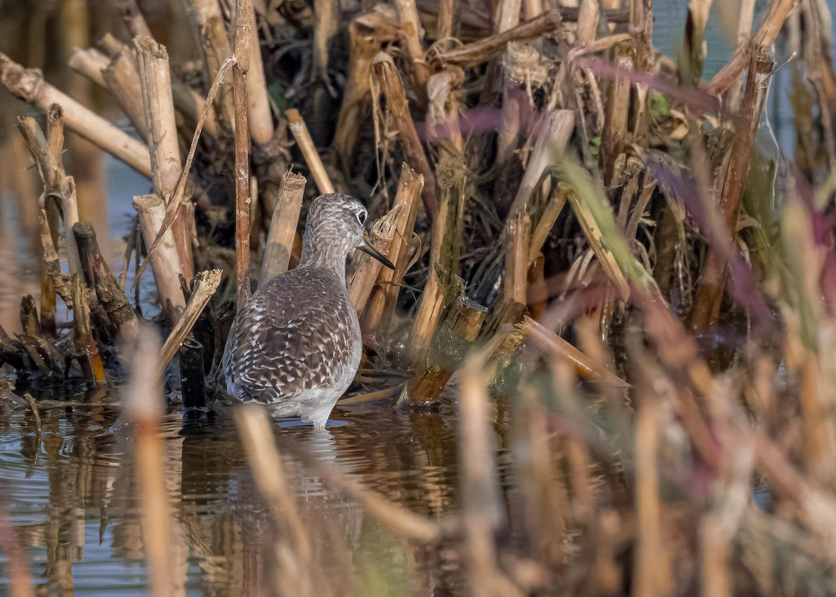 vodouš bahenní - ML646828969