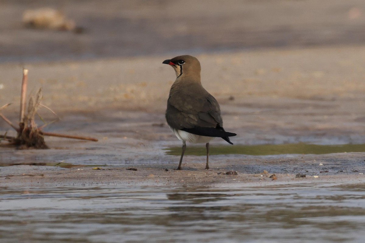 Collared Pratincole - ML646828971