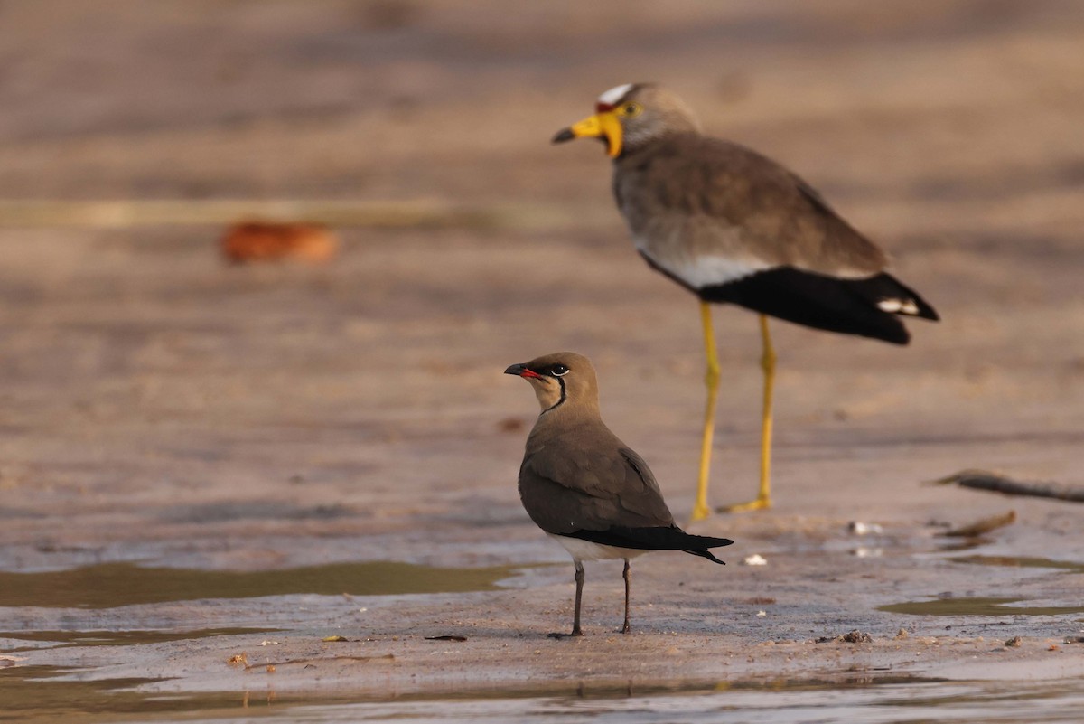 Collared Pratincole - ML646828972