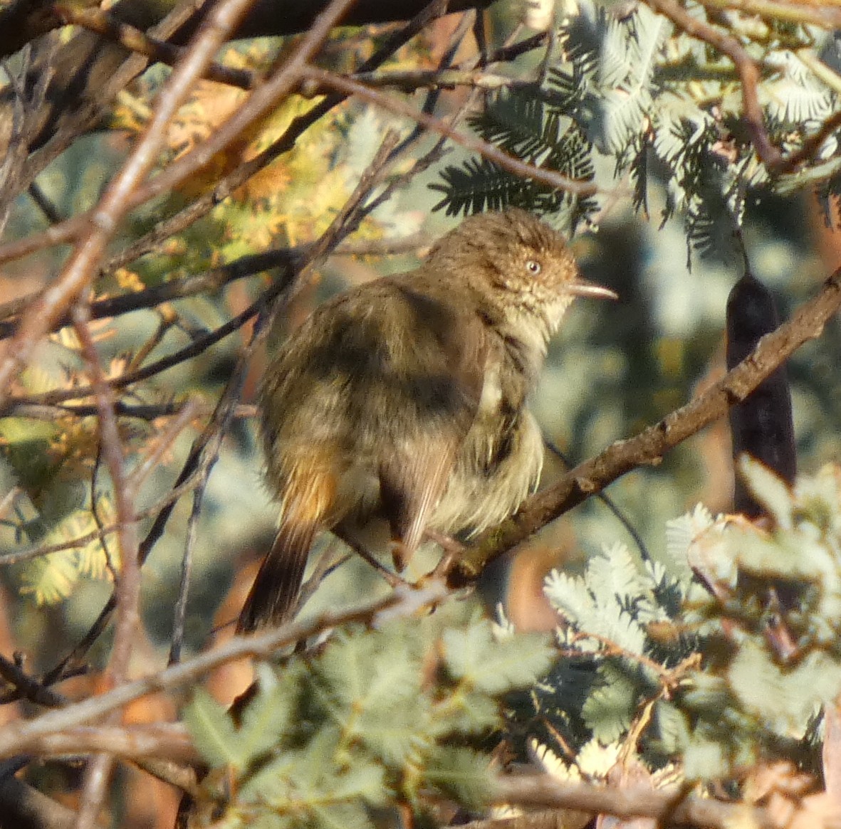 Buff-rumped Thornbill - ML646828973