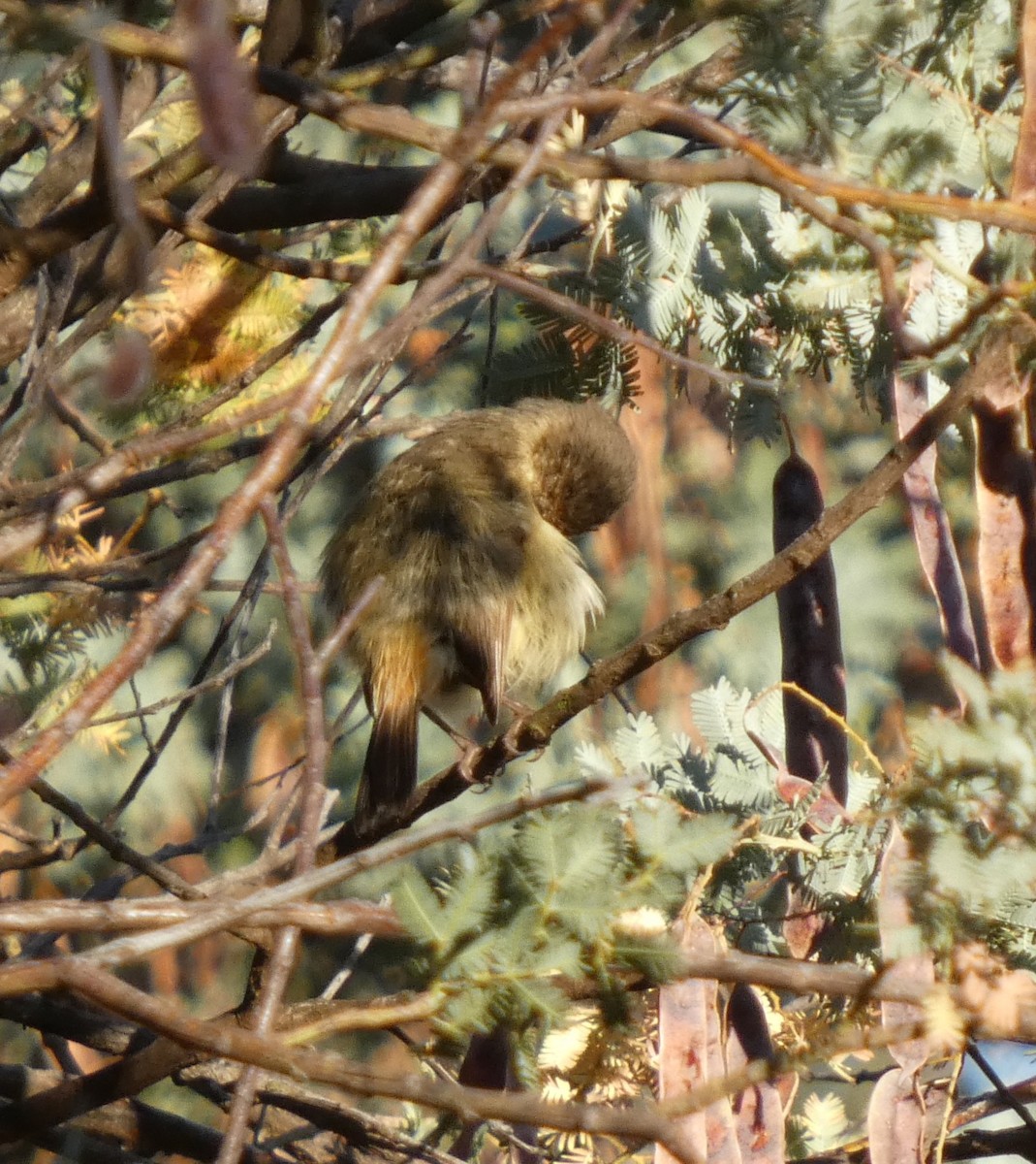 Buff-rumped Thornbill - ML646828974