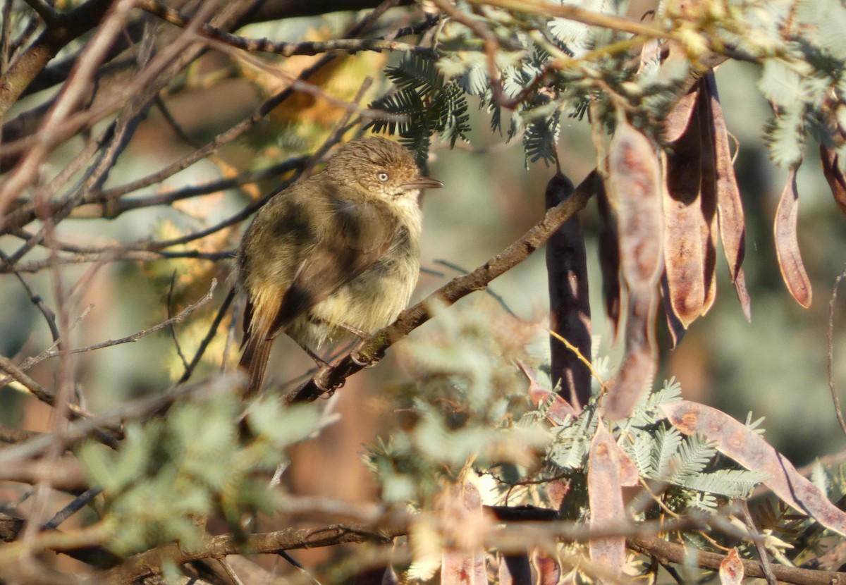 Шиподзьоб золотомушковий - ML646828975