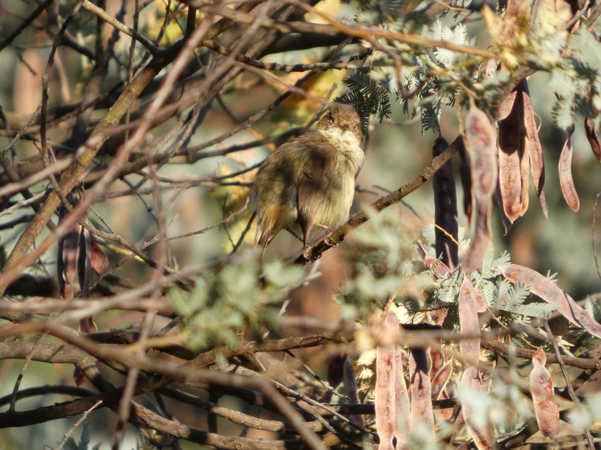 Шиподзьоб золотомушковий - ML646828976