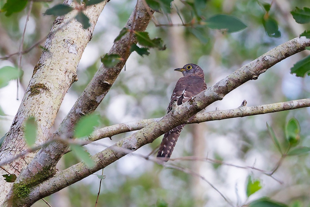 Cuco Alicorto - ML646828982