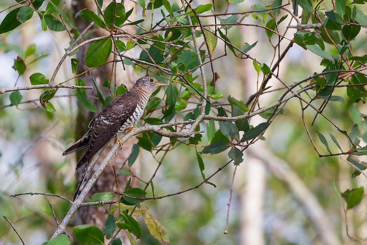 Cuco Alicorto - ML646828983