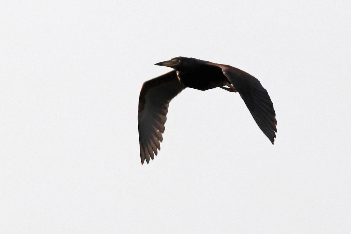 Rufous-bellied Heron - ML646828984