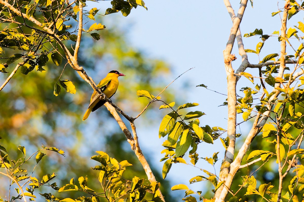 Oropéndola China - ML646828985