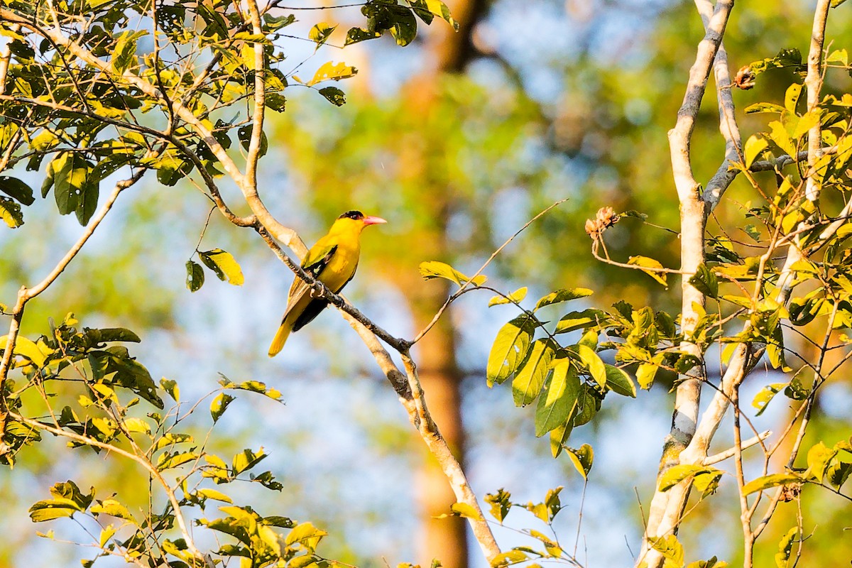 Oropéndola China - ML646828986