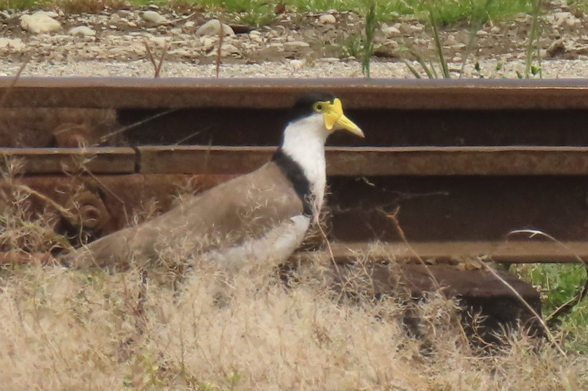 Masked Lapwing - ML646828987
