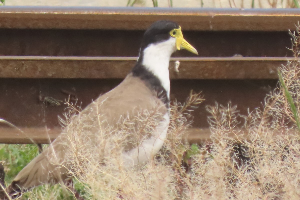 Masked Lapwing - ML646828988