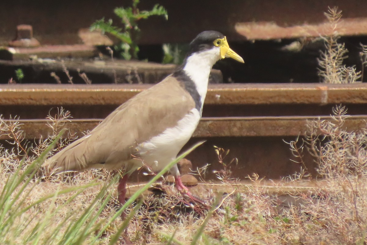 Masked Lapwing - ML646828989