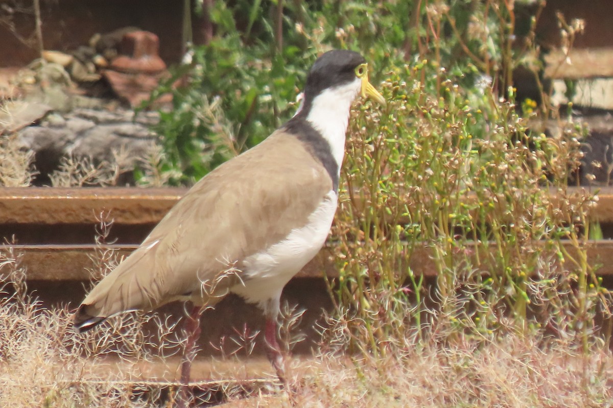 Masked Lapwing - ML646828990