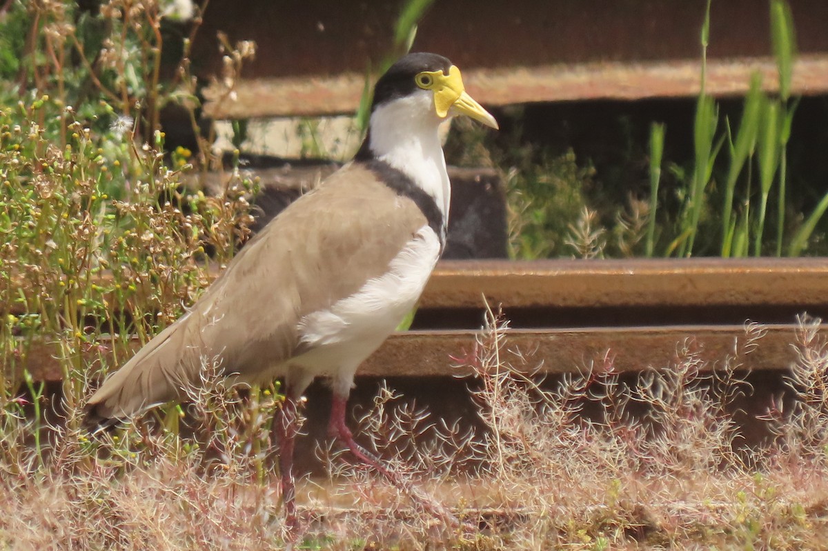 Masked Lapwing - ML646828991
