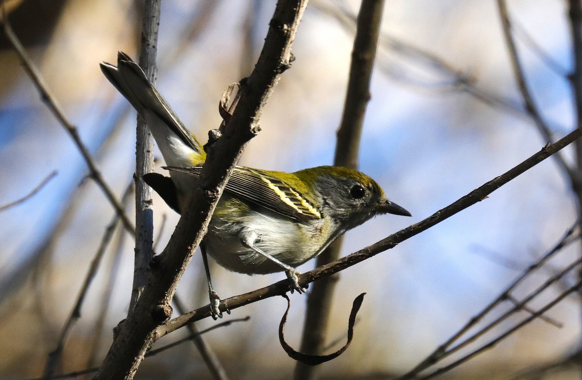 Chestnut-sided Warbler - ML646828992
