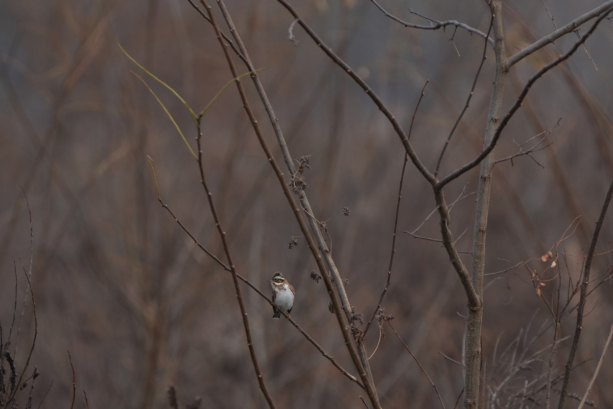 Ak Kaşlı Çinte - ML646828995
