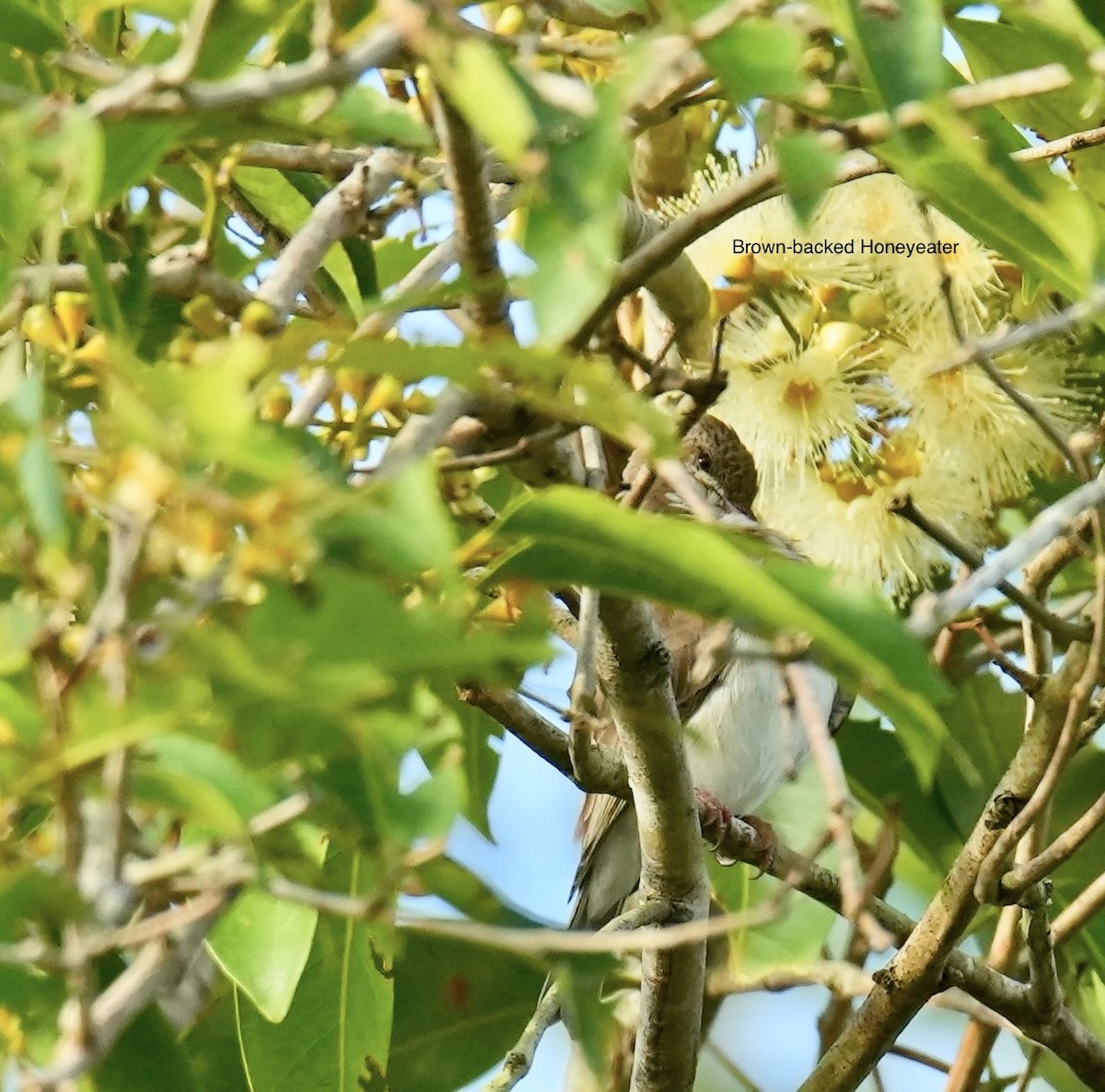 Mielero Modesto - ML646828997