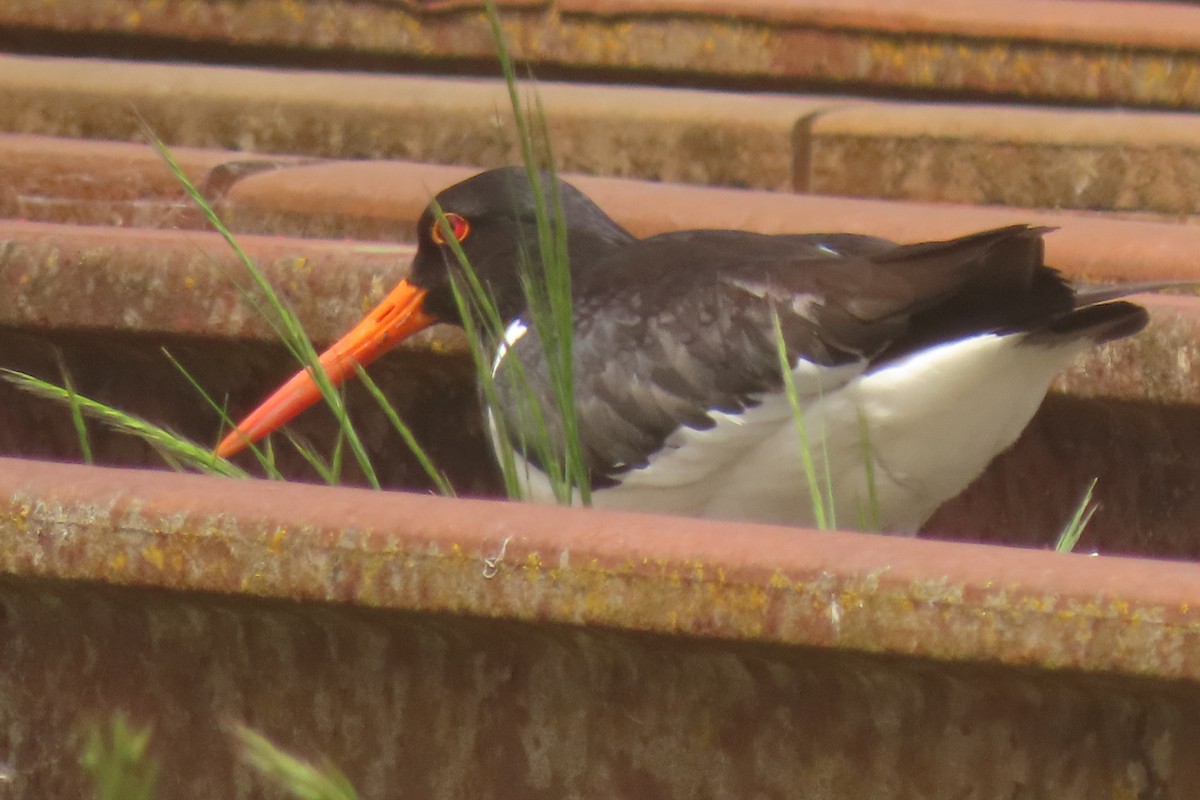 South Island Oystercatcher - ML646828998
