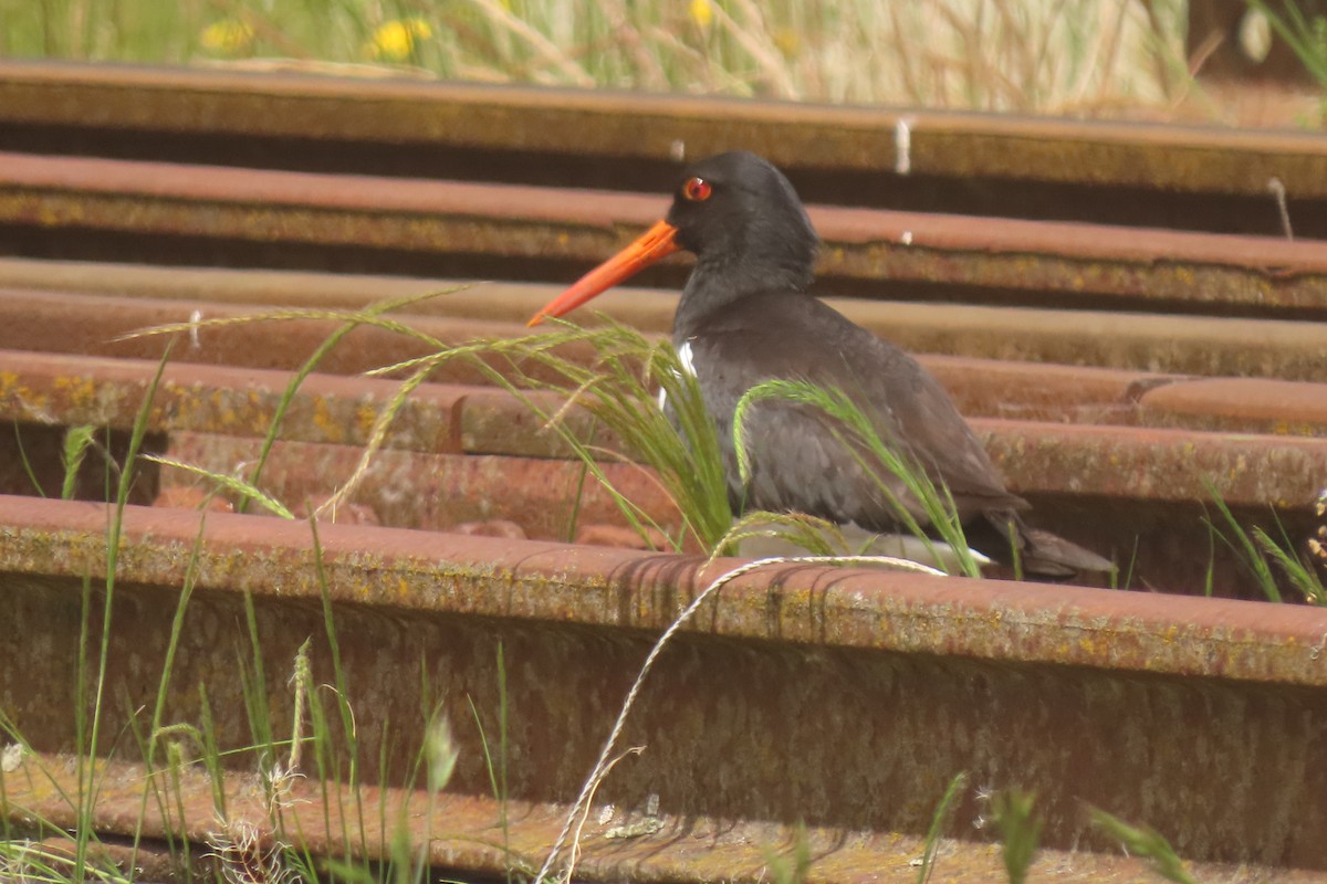 South Island Oystercatcher - ML646828999