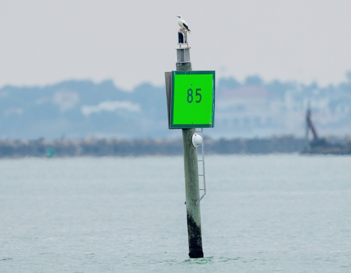 Красноногая олуша - ML646829000