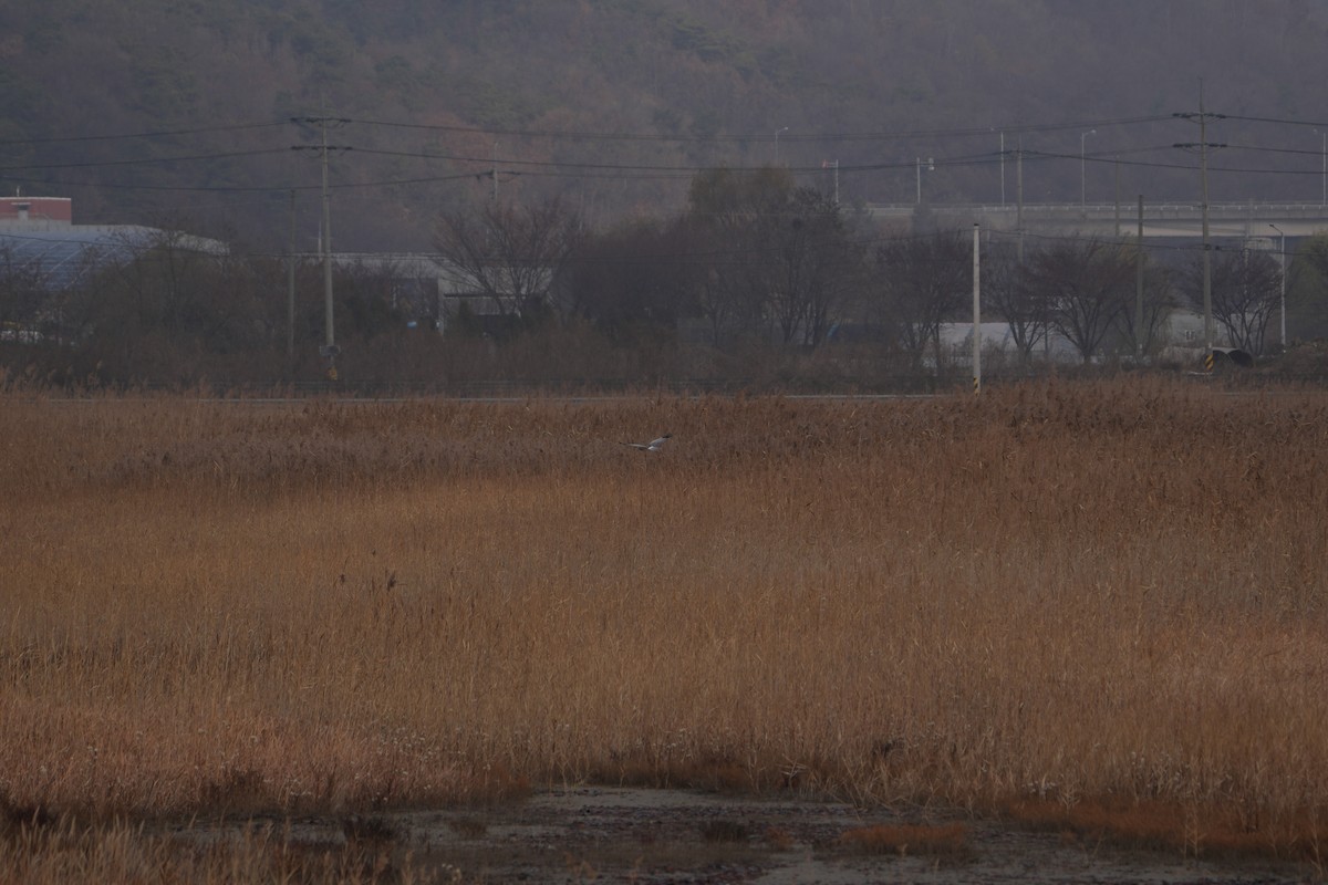 Gökçe Delice - ML646829002