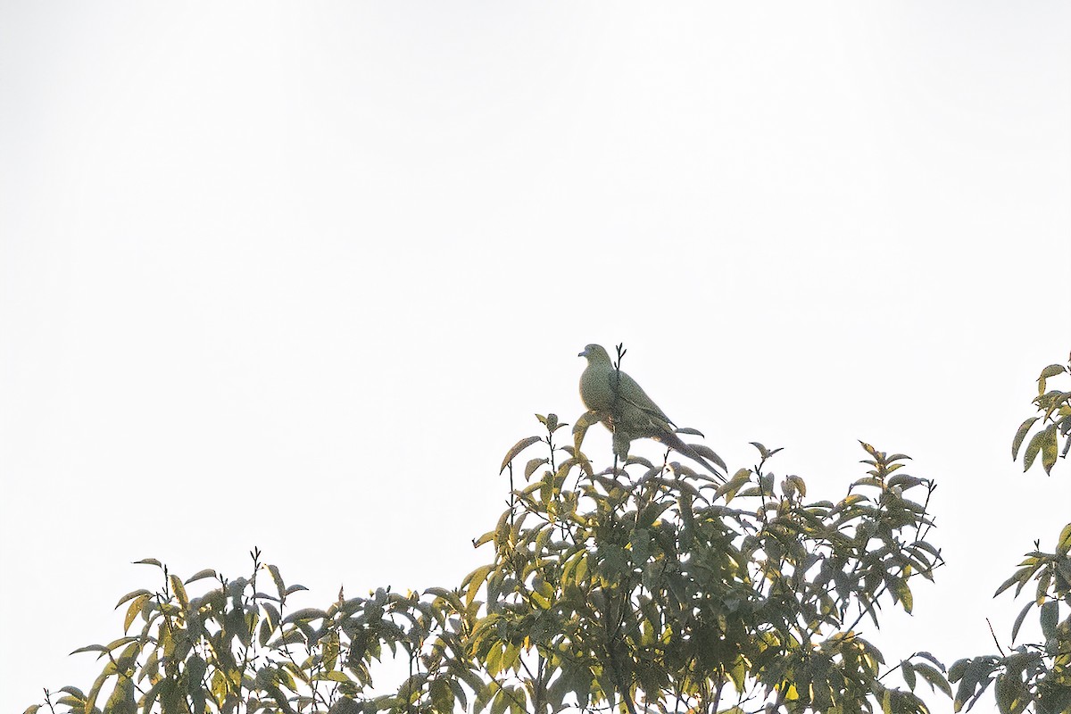 Вінаго гострохвостий - ML646829004