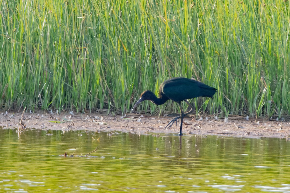 Çeltikçi - ML646829008