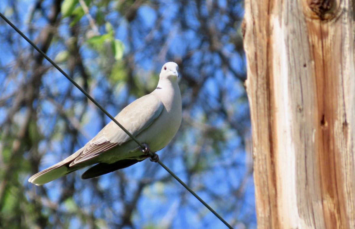 תור צווארון - ML646829009