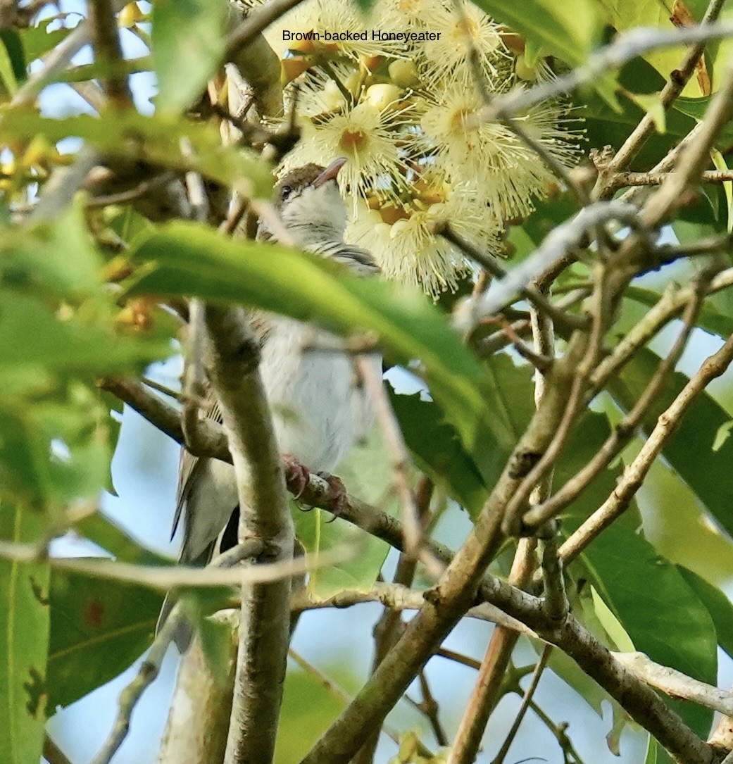 Mielero Modesto - ML646829013