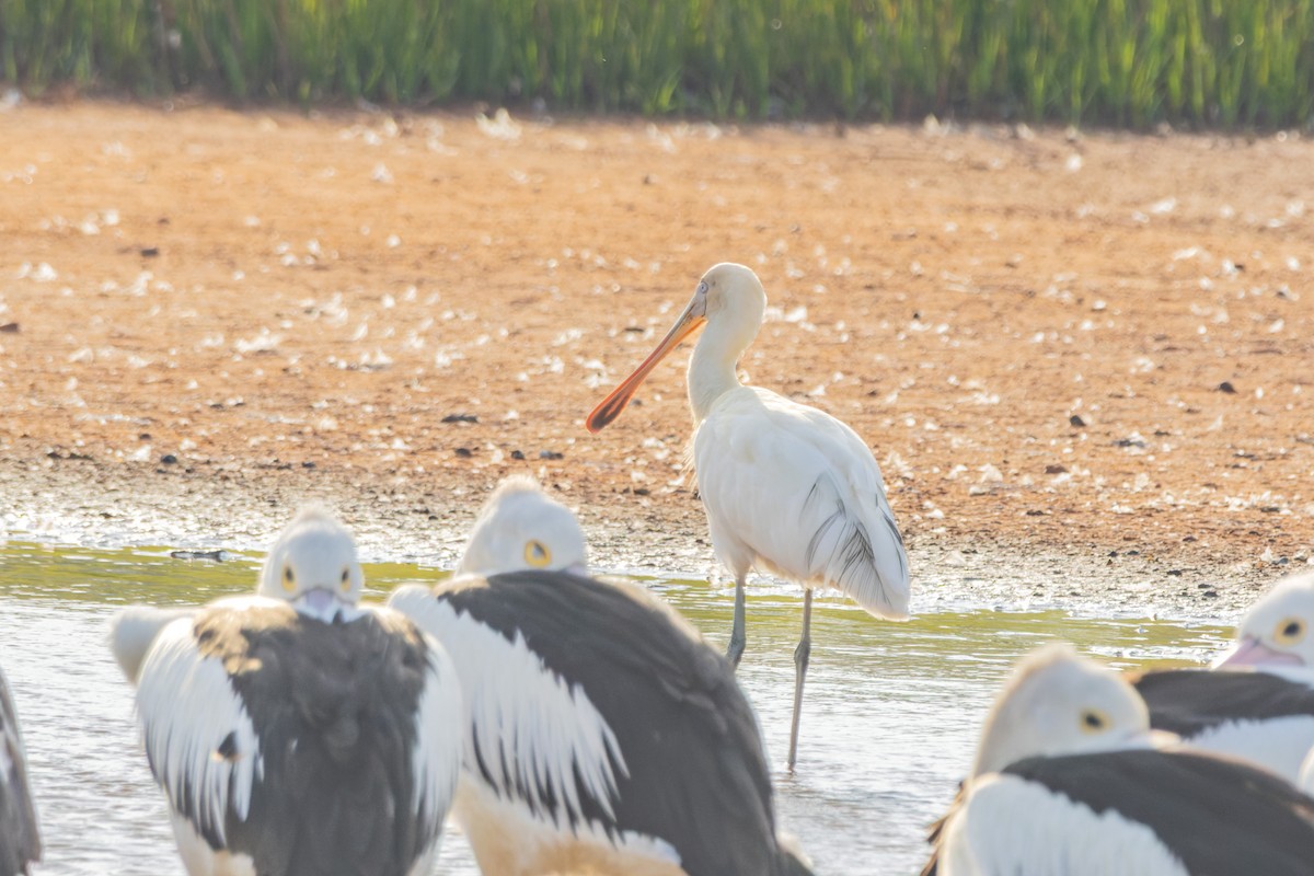 Sarı Yüzlü Kaşıkçı - ML646829015