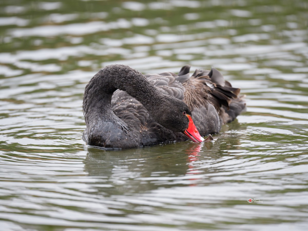 Black Swan - ML646829018