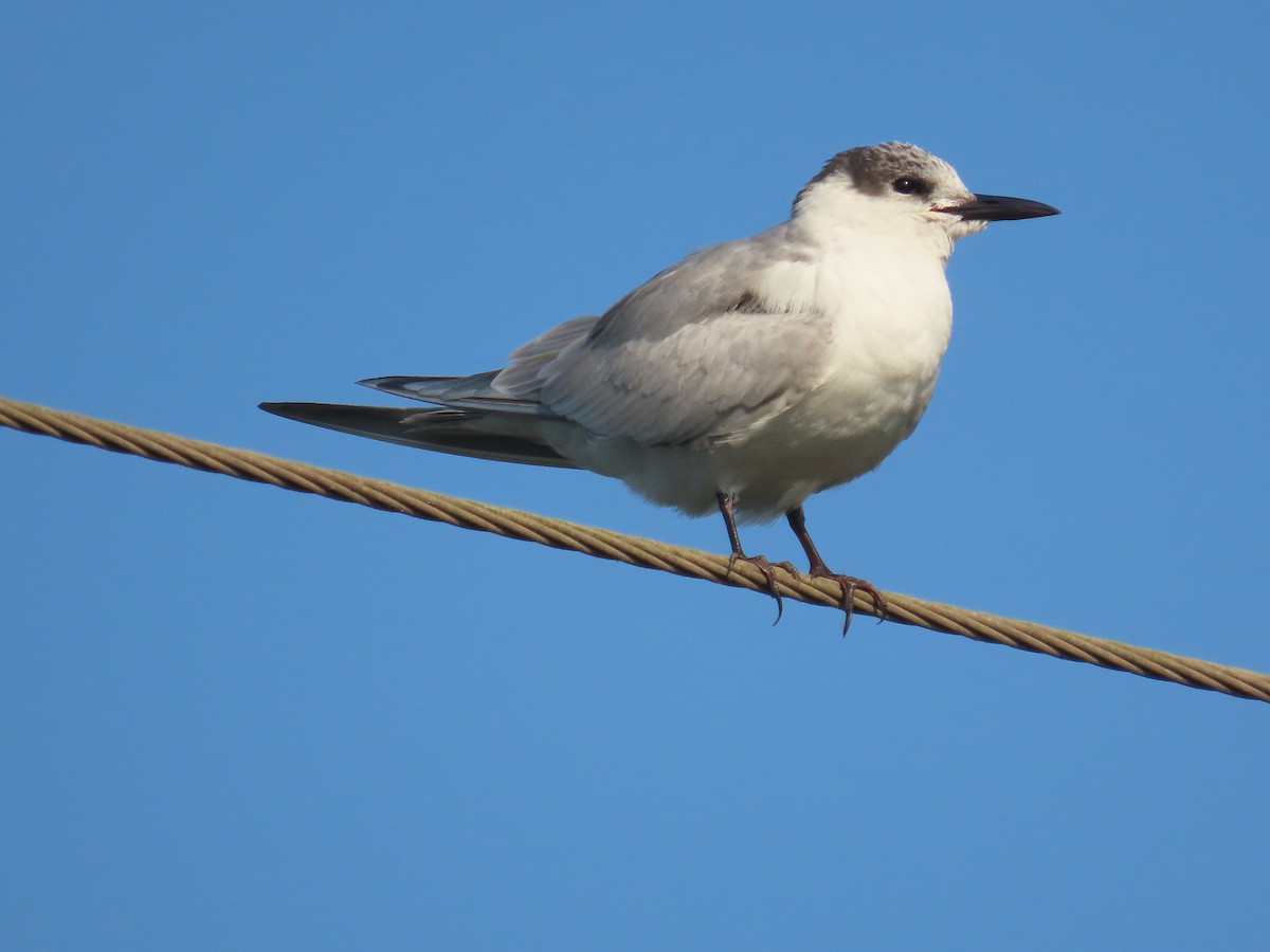 Whiskered Tern - ML646829020