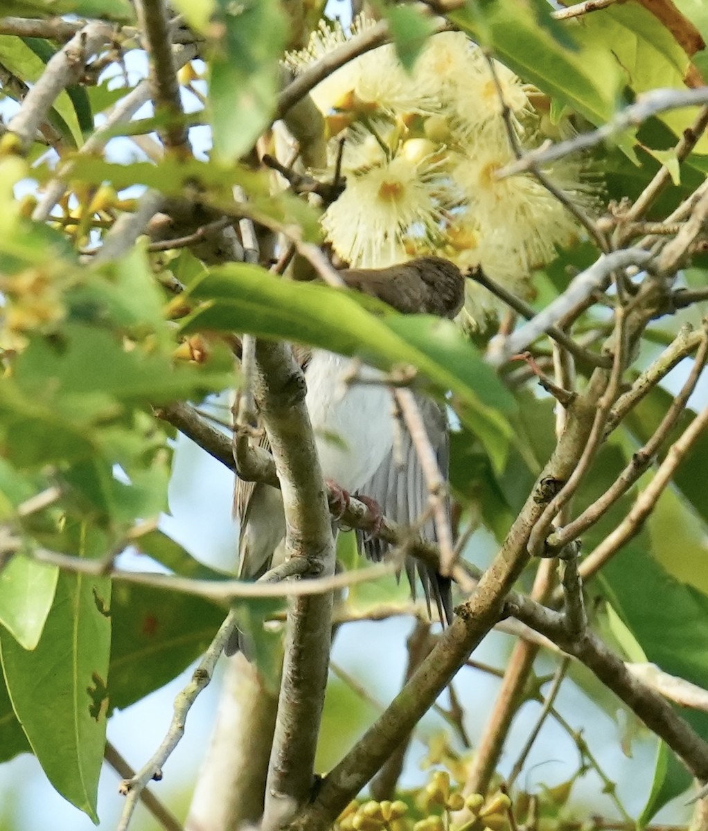 Mielero Modesto - ML646829026