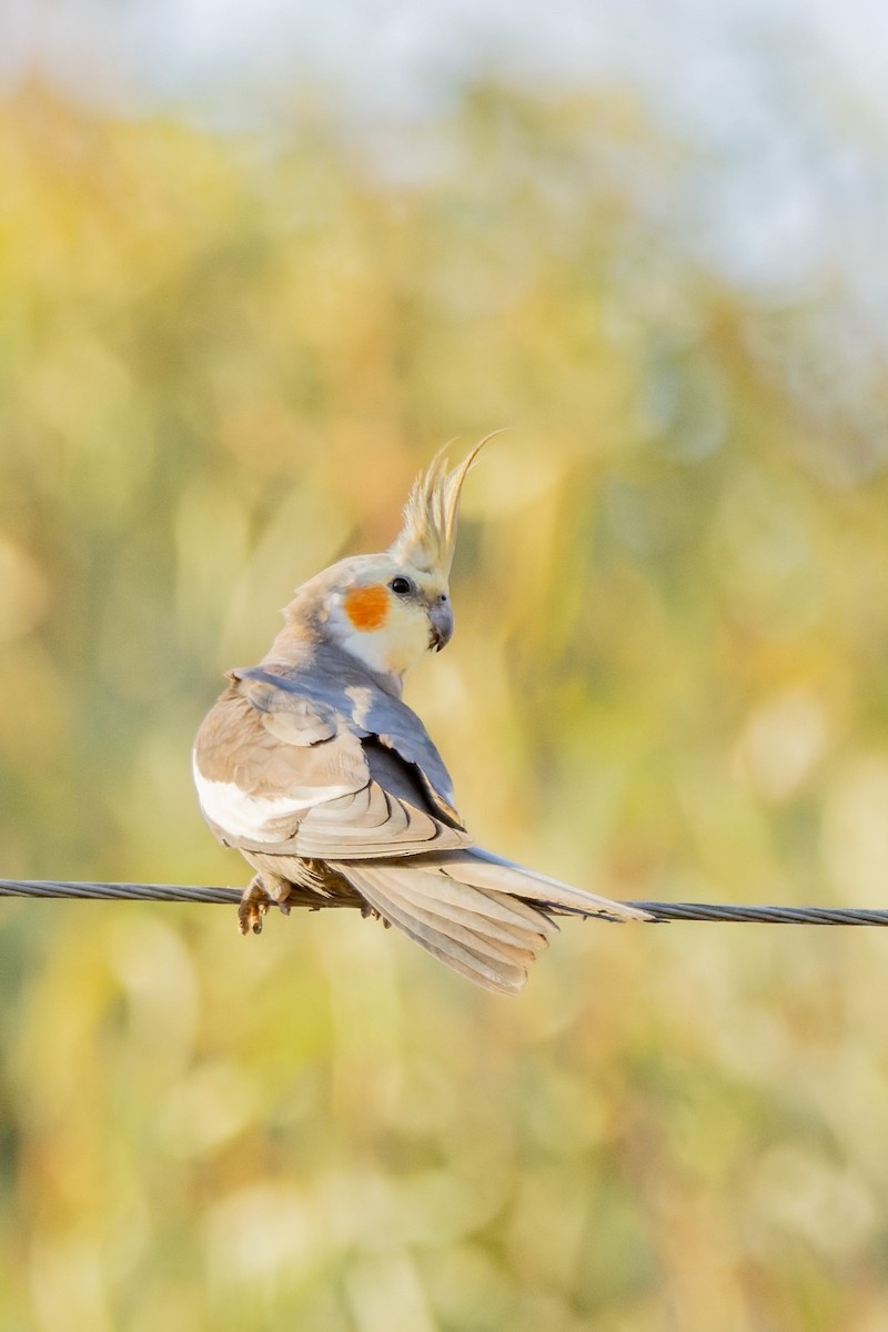 Sultan Papağanı - ML646829027