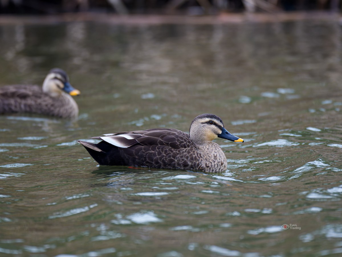Eastern Spot-billed Duck - ML646829030