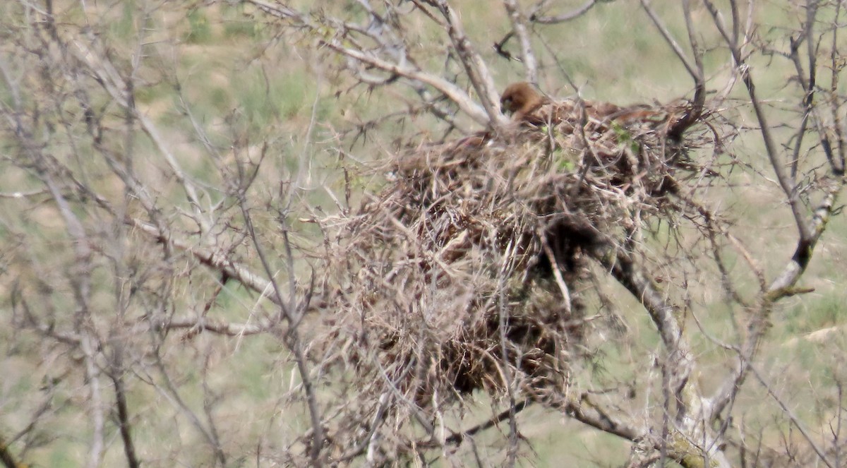Red-tailed Hawk - ML646829031