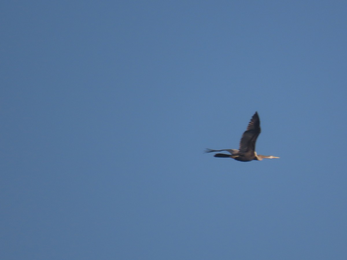 Oriental Darter - ML646829032