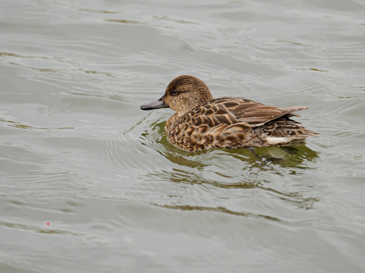 Green-winged Teal - ML646829033