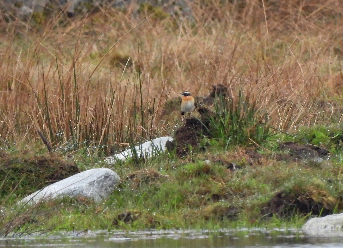 Whinchat - ML646829034