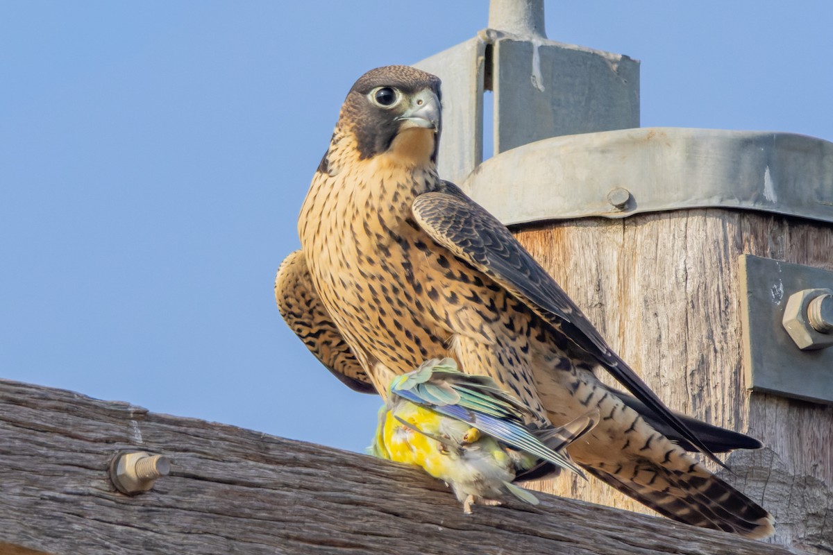 Gökdoğan - ML646829035