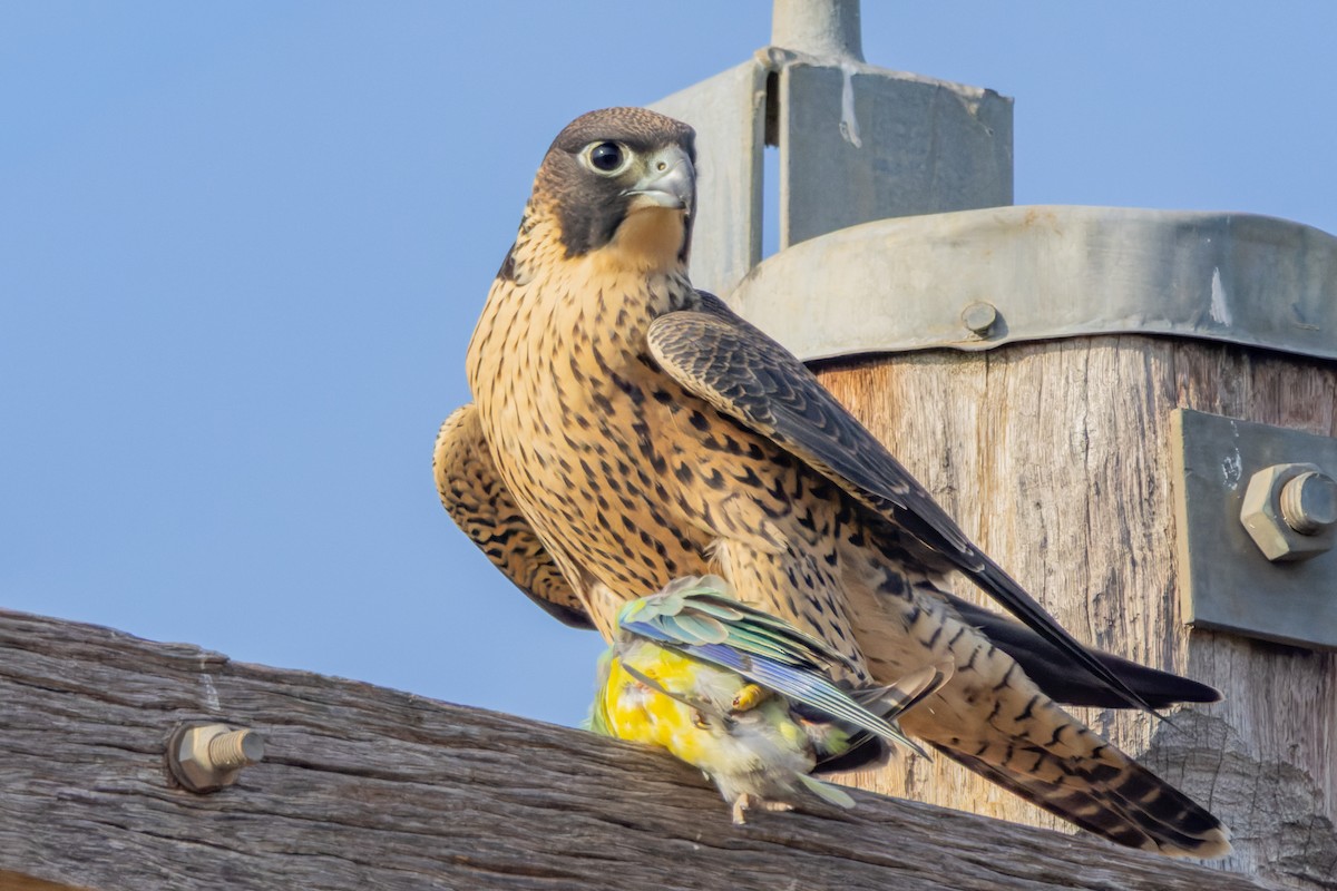 Gökdoğan - ML646829036